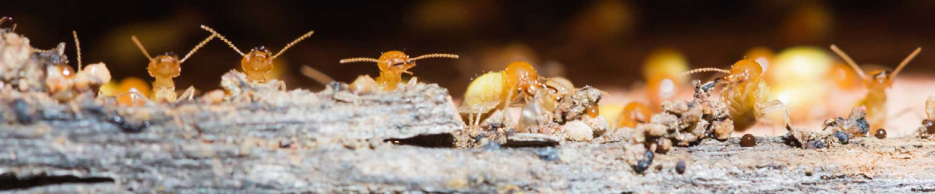 Termite Treatment